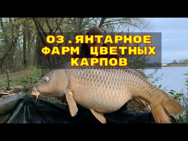 прямой эфир русская рыбалка 4 рр4 rf4 russian fishing 4 stream live стрим лайв общение онлайн игра