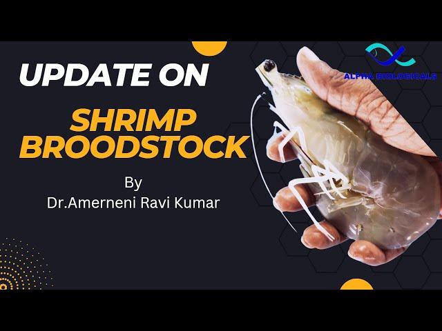 An Update On Shrimp Brood stock