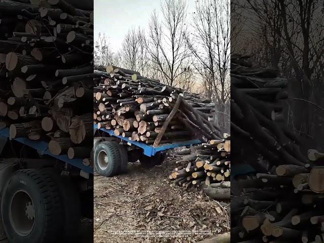 Cut Stop Logs With A Chainsaw