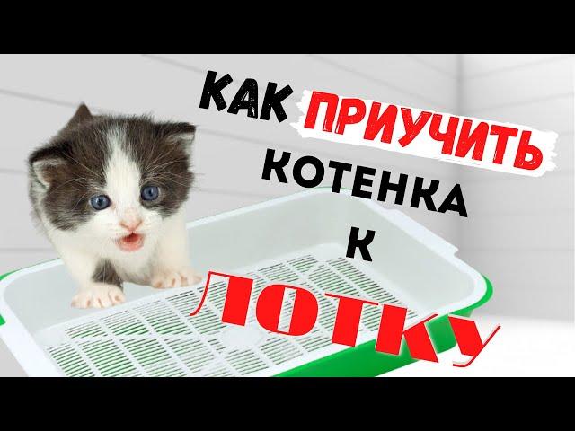 КАК ПРИУЧИТЬ КОТЁНКА К ЛОТКУ. РЕЗУЛЬТАТ 100%. как научить ходить в горшок.