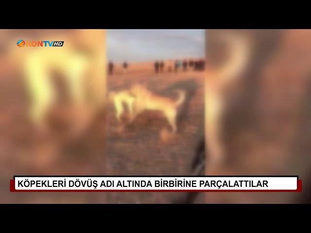 Köpekleri dövüş adı altında birbirine parçalattılar