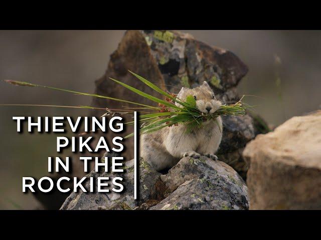 Pikas in the Rockies steal from their neighbours to survive