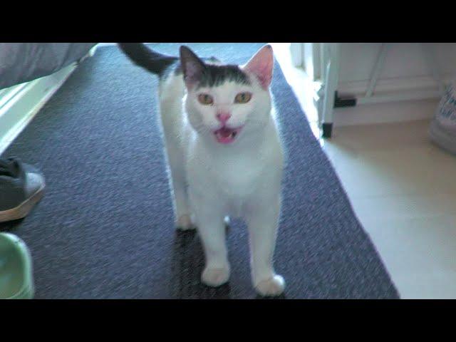 Cat Meowing & Purring