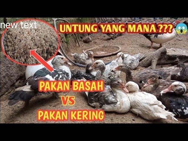 BAGUSAN MANA ?? PAKAN KERING / BASAH || PAKAN ENTOK