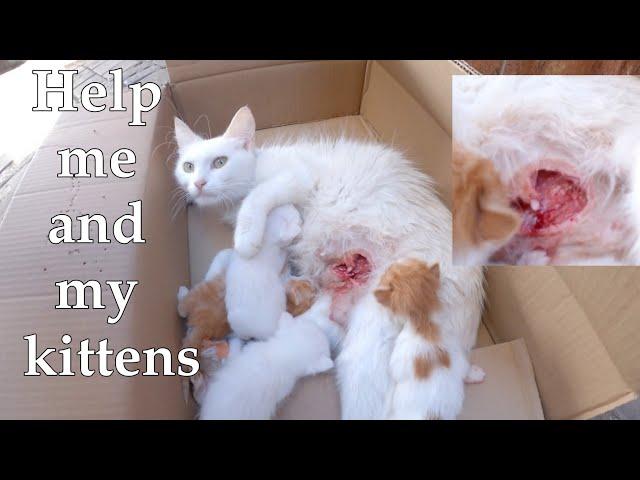 Trying to save Mama the cat || Mother cats adopted their kittens.