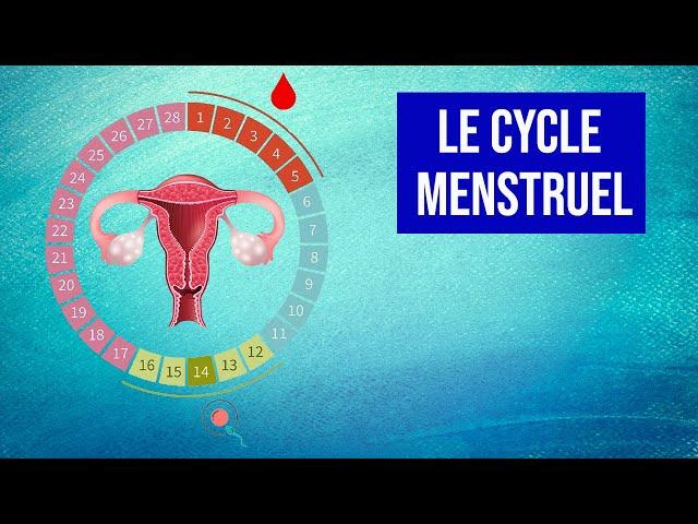 Le Cycle Menstruel