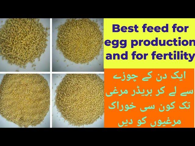 Best feed for egg production and for fertility | مرغیوں سے انڈے اور بیسٹ فرٹیلیٹی کے لیے خوراک