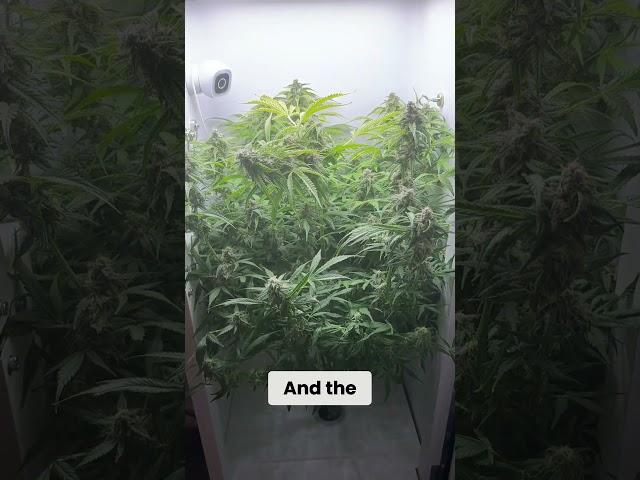 Hidden Hydro Grow Box (Hey Abby OG Edition)