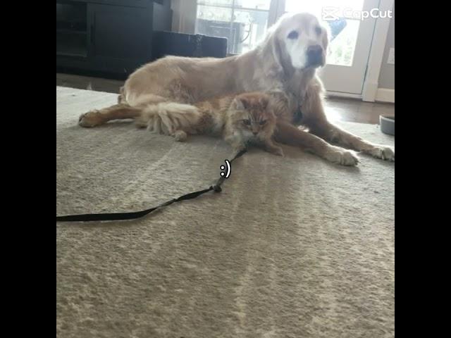 Bailey and Kodi  #pets #dogs #cat #dogandcatfriends #dogandcatlove