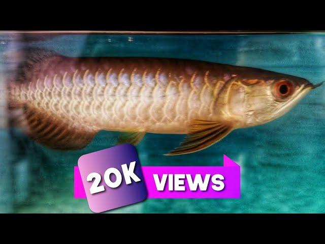 AROWANA RTG BLUE BASE 