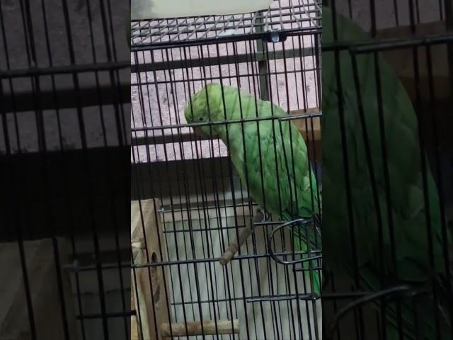 Talking Parrot