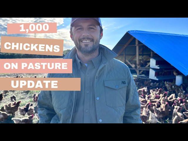 Raising 1,000 chickens on pasture: UPDATE