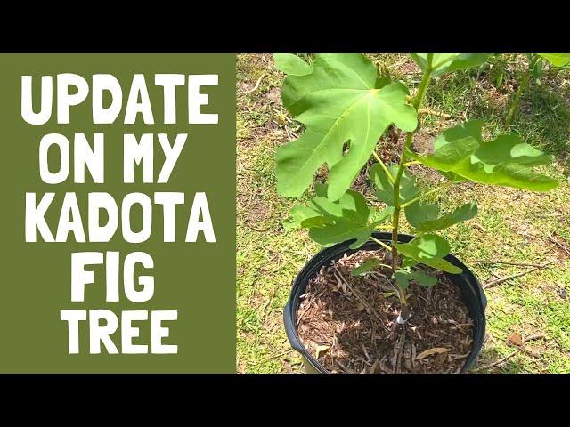 Kadota Fig Tree Update - Growing From Cuttings | Florida Food Forest