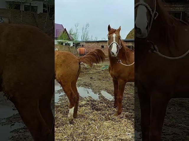 This handsome horse is preparing for his work​​ ep104