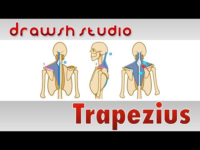 The Trapezius Muscle