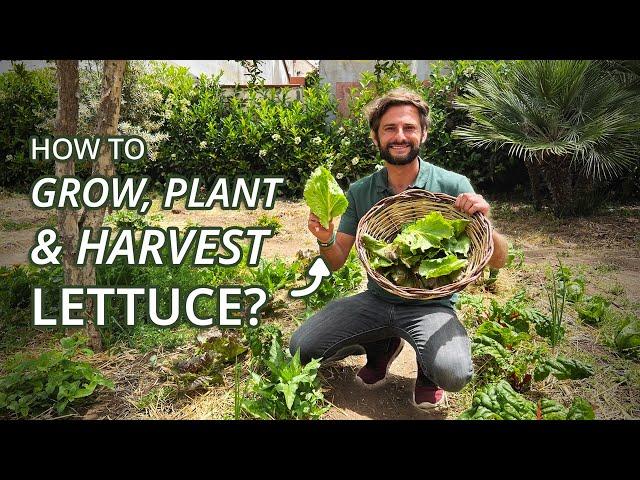 How to Grow, Plant & Harvest Lettuce in your Garden or in Containers