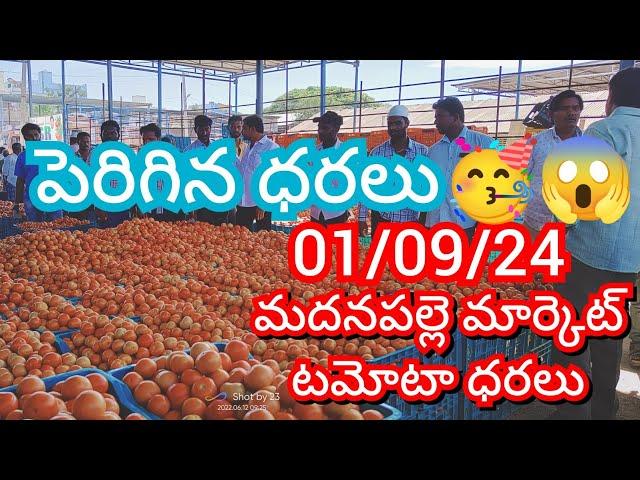 01-09-24 Madanapalle Tomato Market price Today || Today Tomato Market Rate in Madanapalle #today