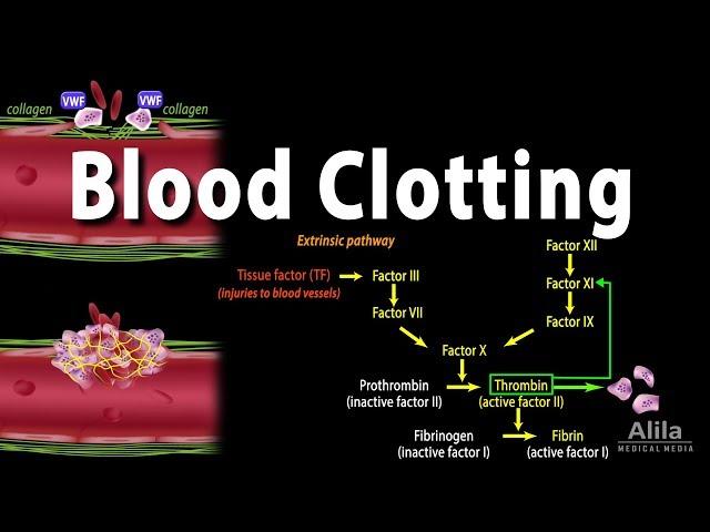 Hemostasis: Control of Bleeding, Coagulation and Thrombosis, Animation