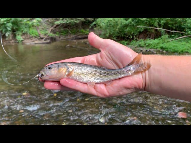 WORLD RECORD CREEKCHUB?? Part 2!!!!