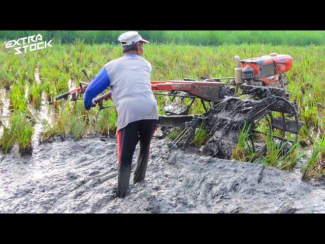 Langsung Diratakan! Traktor Sawah Langsung Meratakan Tanah Berlumpur