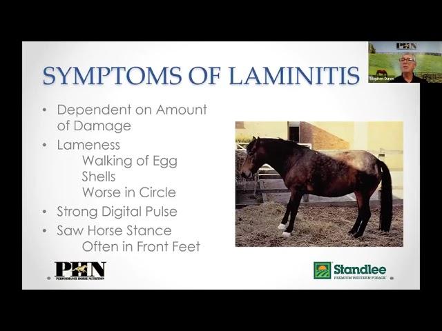 Feeding the Laminitic Horse: The Importance of a Forage-First Diet