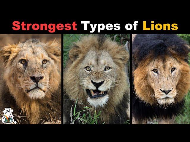 10 Most Powerful Types of Lions That Ever Lived