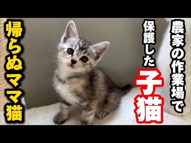 子猫4匹を保護したら嬉しい出来事がおこりました