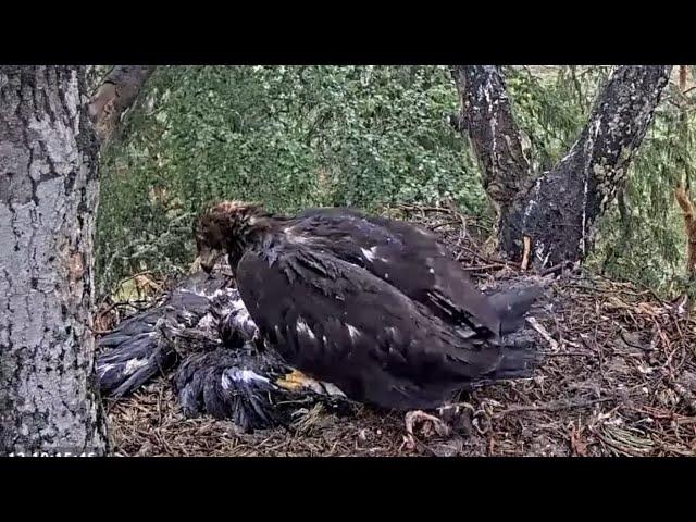 Kaljukotkas 2 | Golden Eagle | Eaglet doing meting dance | July 12, 2024