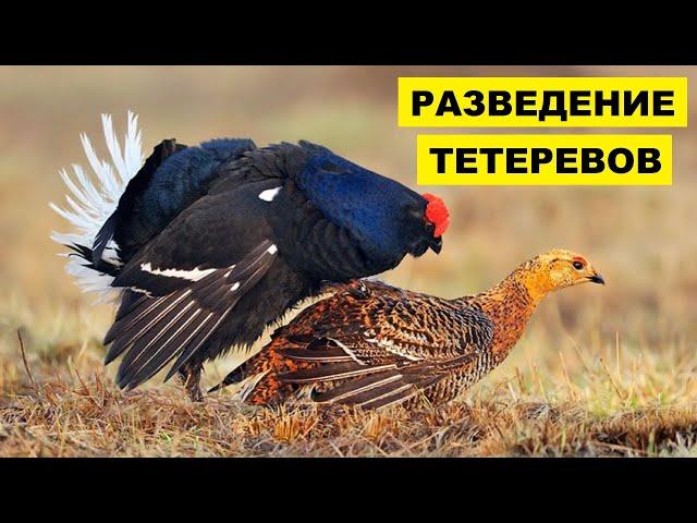 Разведение тетеревов в домашних условиях | Дичеразведение