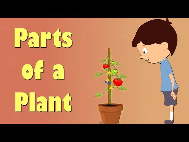 Parts of a Plant | #aumsum #kids #science #education #children