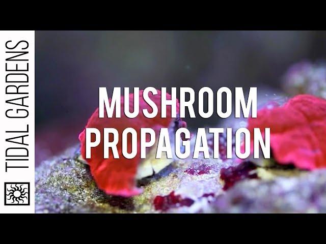 Propagation - Mushrooms