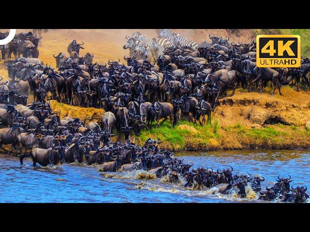 THE BIGGEST ANIMAL MASS MIGRATIONS IN THE WORLD | Wildlife Documentary | 4K Animal Documentary