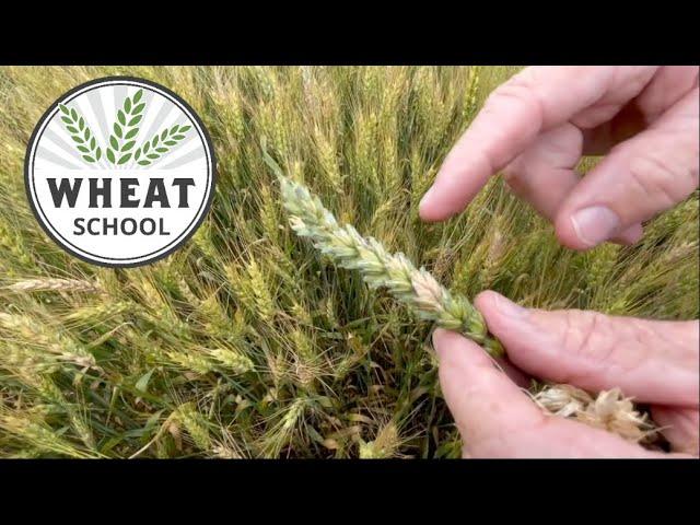 Wheat School: Timing harvest for fusarium infected winter wheat