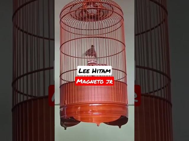 ᴍᴀɢɴᴇᴛᴏ ᴊʀ. Ring Lee Hitam