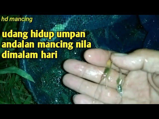 Umpan andalan || udang hidup