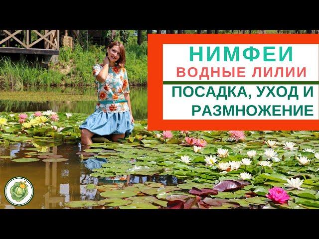 НИМФЕИ (ВОДНЫЕ ЛИЛИИ) - посадка, уход, размножение в природных и искусственных водоемах