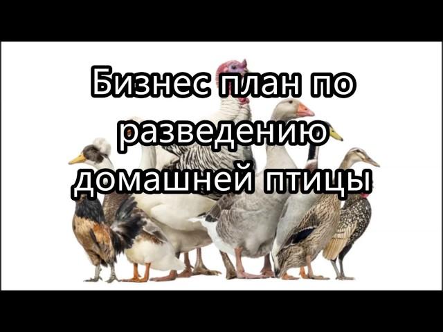 Бизнес план по разведению домашней птицы