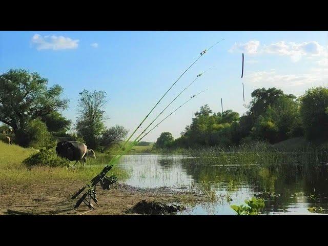 The fishing rod cracked WHEN HE TOOK IT!!!! Fishing for carp, crucian carp overnight