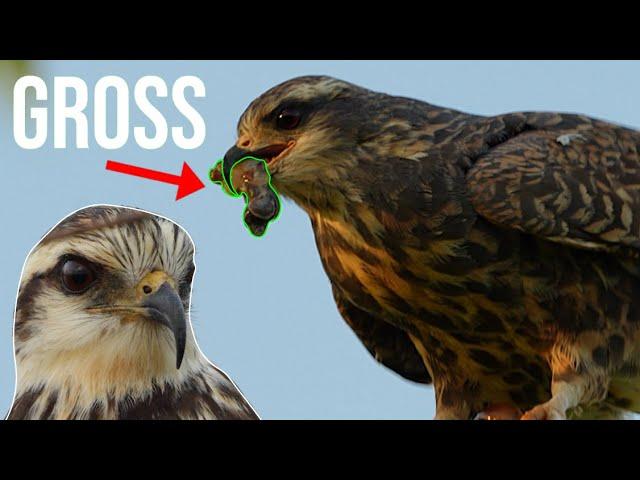 This Endangered Bird Eats WHAT?! Birding Florida for a Snail Kite!