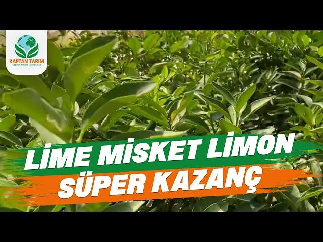 Lime Misket Limon Fidanlarımız