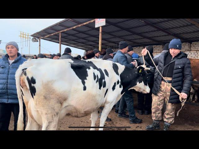 Shahidon mol bozori sigirlar va ġunajin narhlari bilan tarnishing 31.12.2024yil