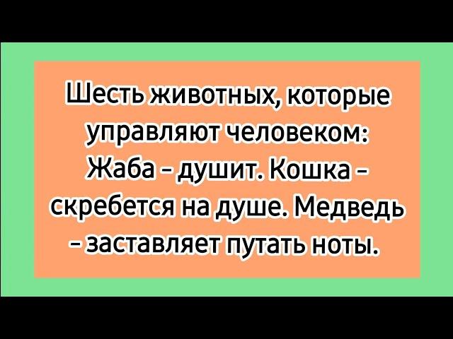 Аллегория!  Анекдоты про животных, лучшие смешные короткие анекдоты про зверей.