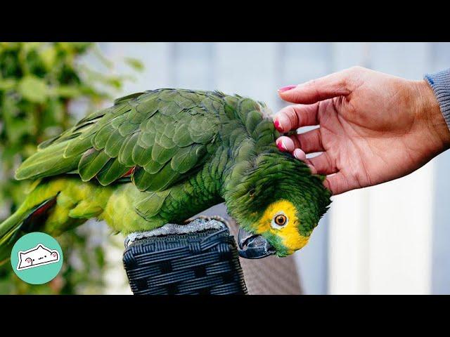 83 Year Old Parrot Was Abused For Years. Now He’s Thriving | Cuddle Buddies