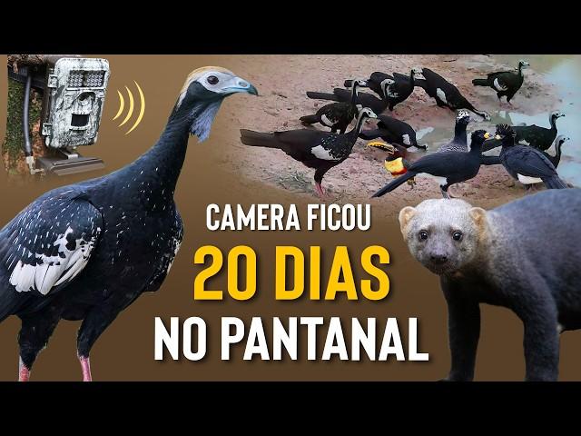 Quais AVES VISITAM UM AÇUDE NO PANTANAL? Registros de 20 dias de CAMERA TRAP!