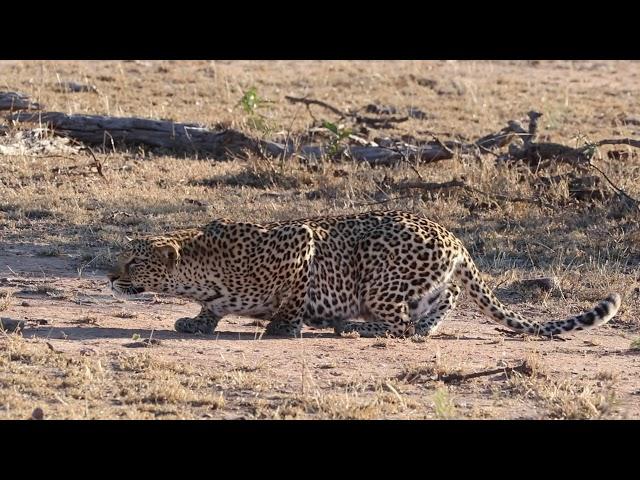Leopard Hunting Impala | Kruger National Park