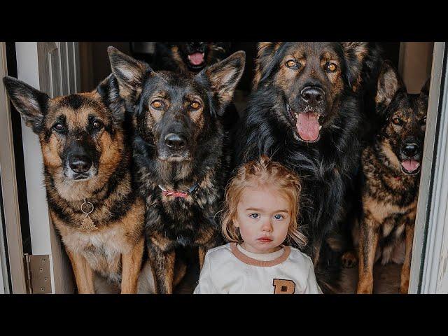 Huge German Shepherds Protect Baby as If It's Their Puppy