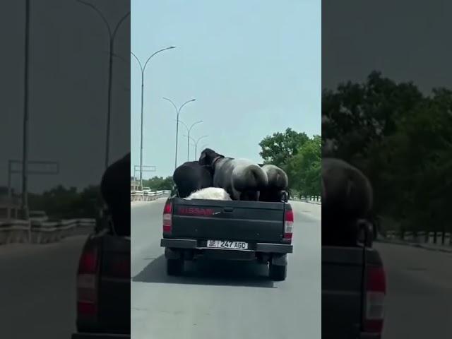 Vídeos Más Graciosos De Todo Internet