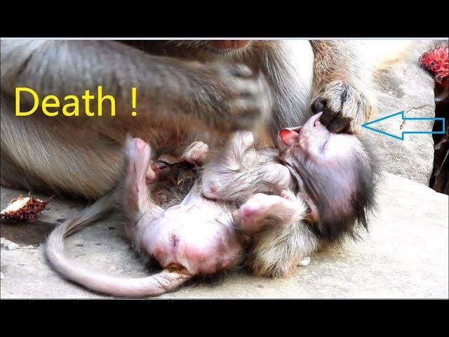 Mom Tear Baby's Mouth Death | Newborn Monkey Death