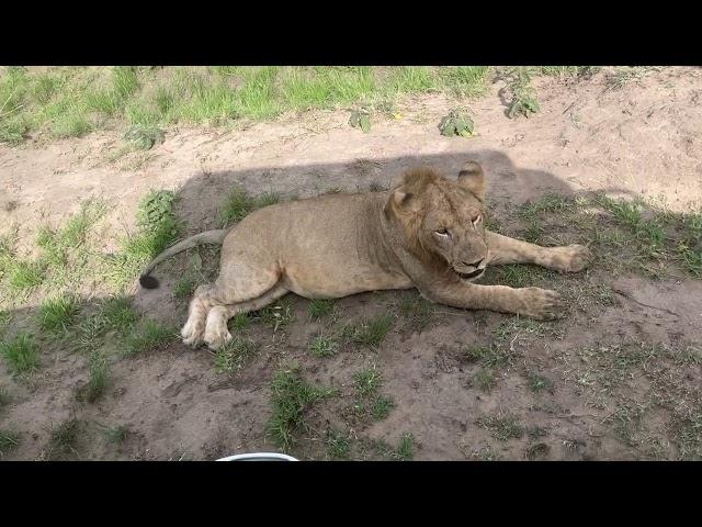 Meet the African Lion relaxing in the savannah#lions #wildlife #africanwildanimals