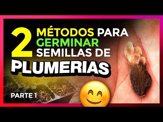 GERMINAR SEMILLAS de PLUMERIA - 2 métodos (PARTE 1)